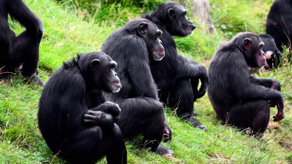 Chimpanzee herd