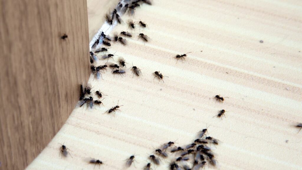 insecticide ants