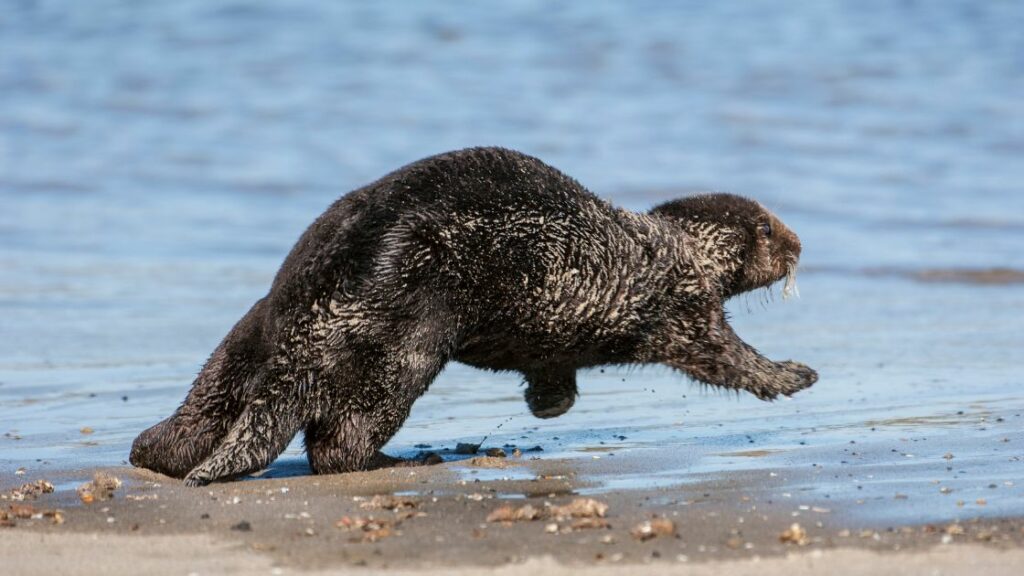 sea otter running