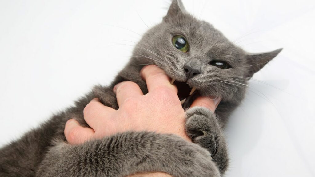 biting cat