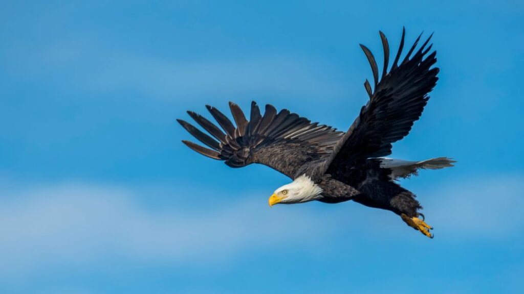 flying eagle bird