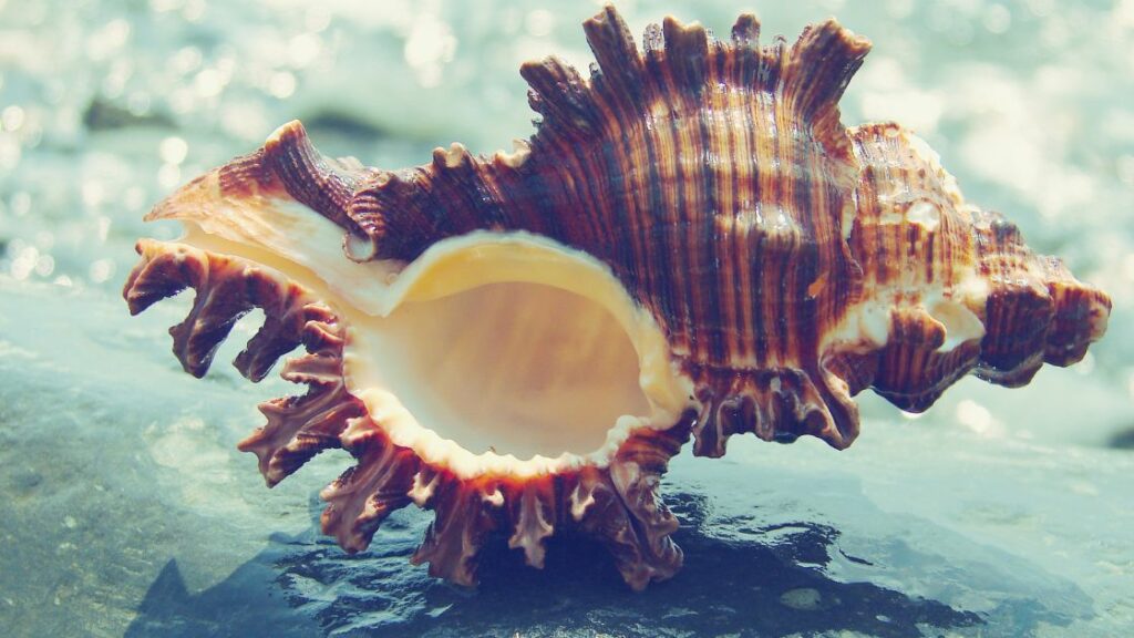 hermit crab beautiful shell
