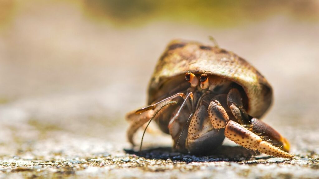 hermit crab walk