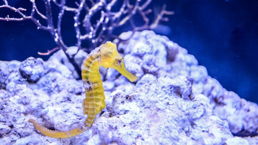 seahorse_ baby seahorse
