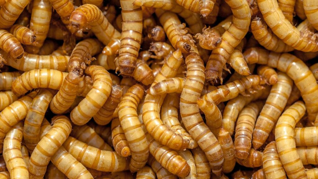 Insects - maggot