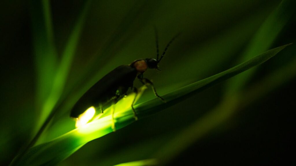 glowing insect